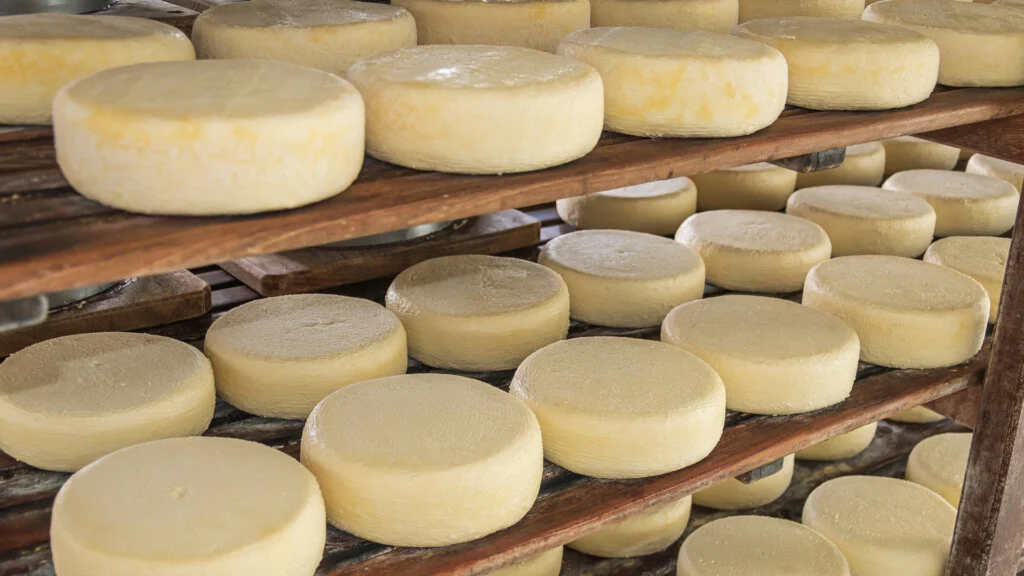 Produção do queijo cremoso